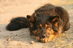 lying Old German Shepherd