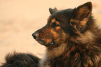 Old German Shepherd Portrait