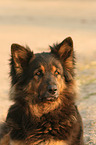 Old German Shepherd Portrait