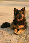 lying Old German Shepherd