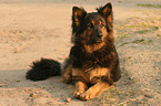 lying Old German Shepherd