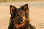 Old German Shepherd Portrait