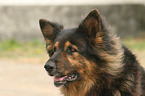 Old German Shepherd Portrait