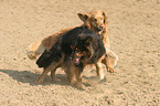 2 dogs