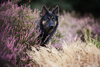 Old german shepherd in heather