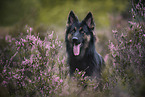 Old german shepherd in heather