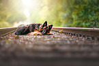 lying Altdeutscher Schferhund