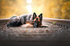 lying Altdeutscher Schferhund