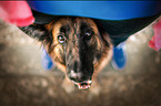Altdeutscher Schferhund with human