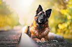 lying Altdeutscher Schferhund