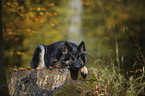 Old German Shepherd