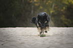 playing Old German Shepherd