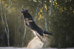 playing Old German Shepherd
