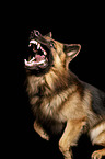 bellender Old German Shepherd