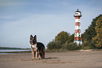 Old German Shepherd