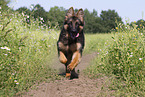 Old German Shepherd in summer