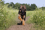 Old German Shepherd in summer
