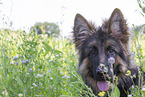 Old German Shepherd in summer