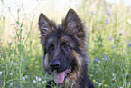 Old German Shepherd in summer