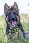 Old German Shepherd in summer