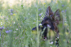 Old German Shepherd in summer