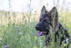 Old German Shepherd in summer