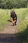 Old German Shepherd in summer