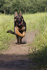 Old German Shepherd in summer