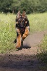 Old German Shepherd in summer
