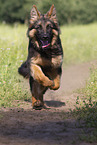 Old German Shepherd in summer