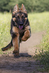 Old German Shepherd in summer