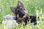 Old German Shepherd in summer