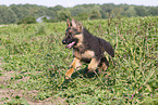 Old German Shepherd in summer