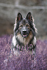 Old German Shepherd