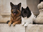 2 dogs