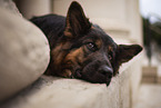 Old German Shepherd