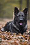 Old German Shepherd