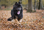 Old German Shepherd
