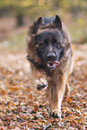 Old German Shepherd
