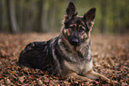 Old German Shepherd