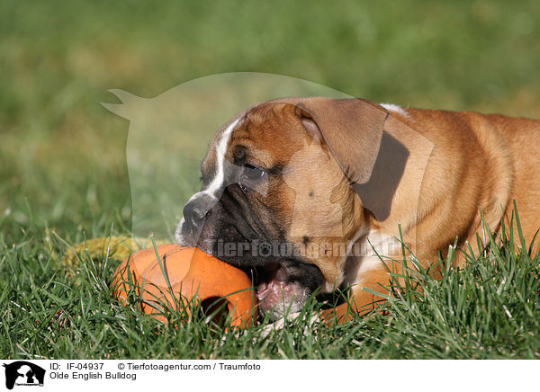 Olde English Bulldog / IF-04937