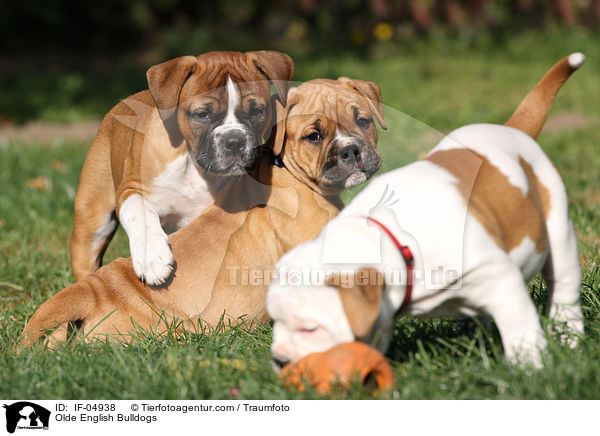 Olde English Bulldogs / IF-04938