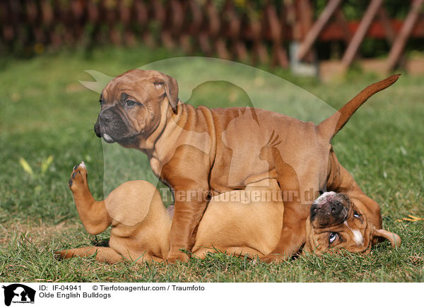 Olde English Bulldogs / IF-04941