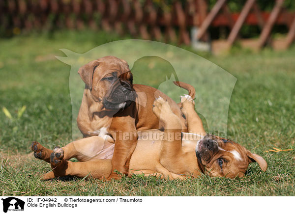 Olde English Bulldogs / IF-04942