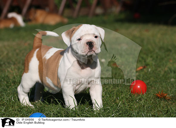 Olde English Bulldog / IF-04956