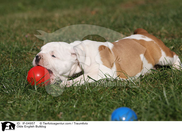 Olde English Bulldog / IF-04957