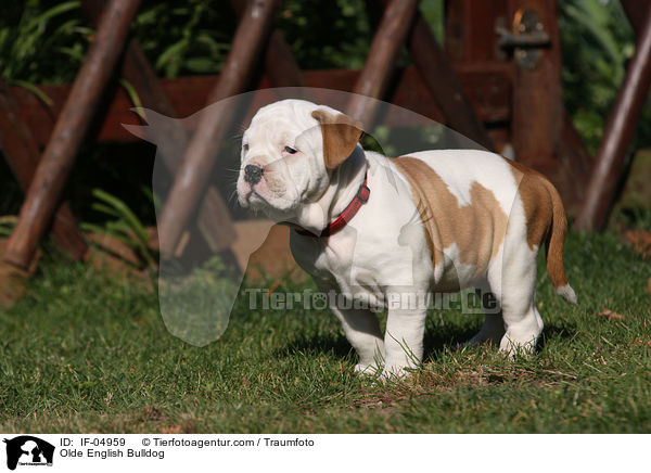 Olde English Bulldog / IF-04959