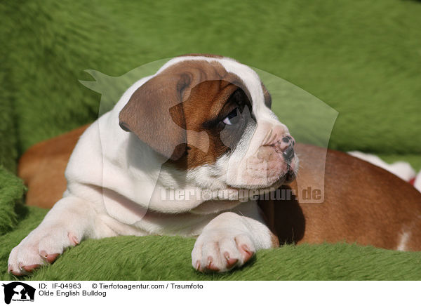 Olde English Bulldog / IF-04963