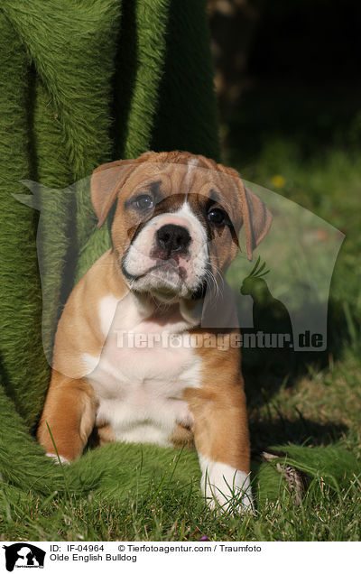 Olde English Bulldog / IF-04964