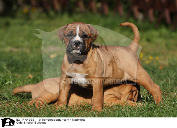 Olde English Bulldogs / IF-04965